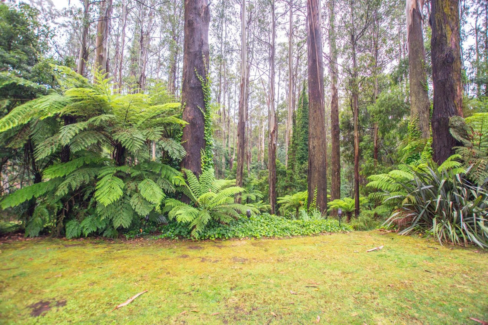 FernGlen Forest Retreat Mount Dandenong Exterior foto