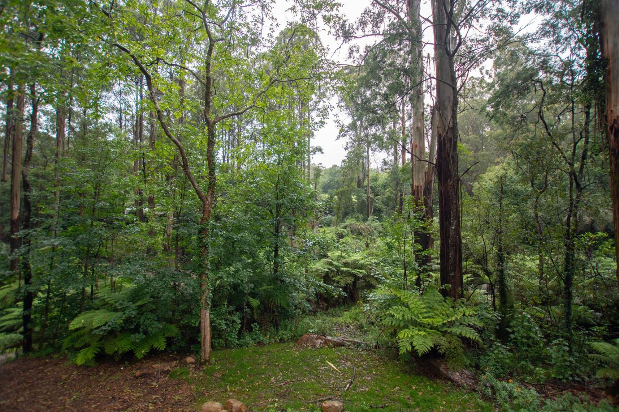 FernGlen Forest Retreat Mount Dandenong Exterior foto