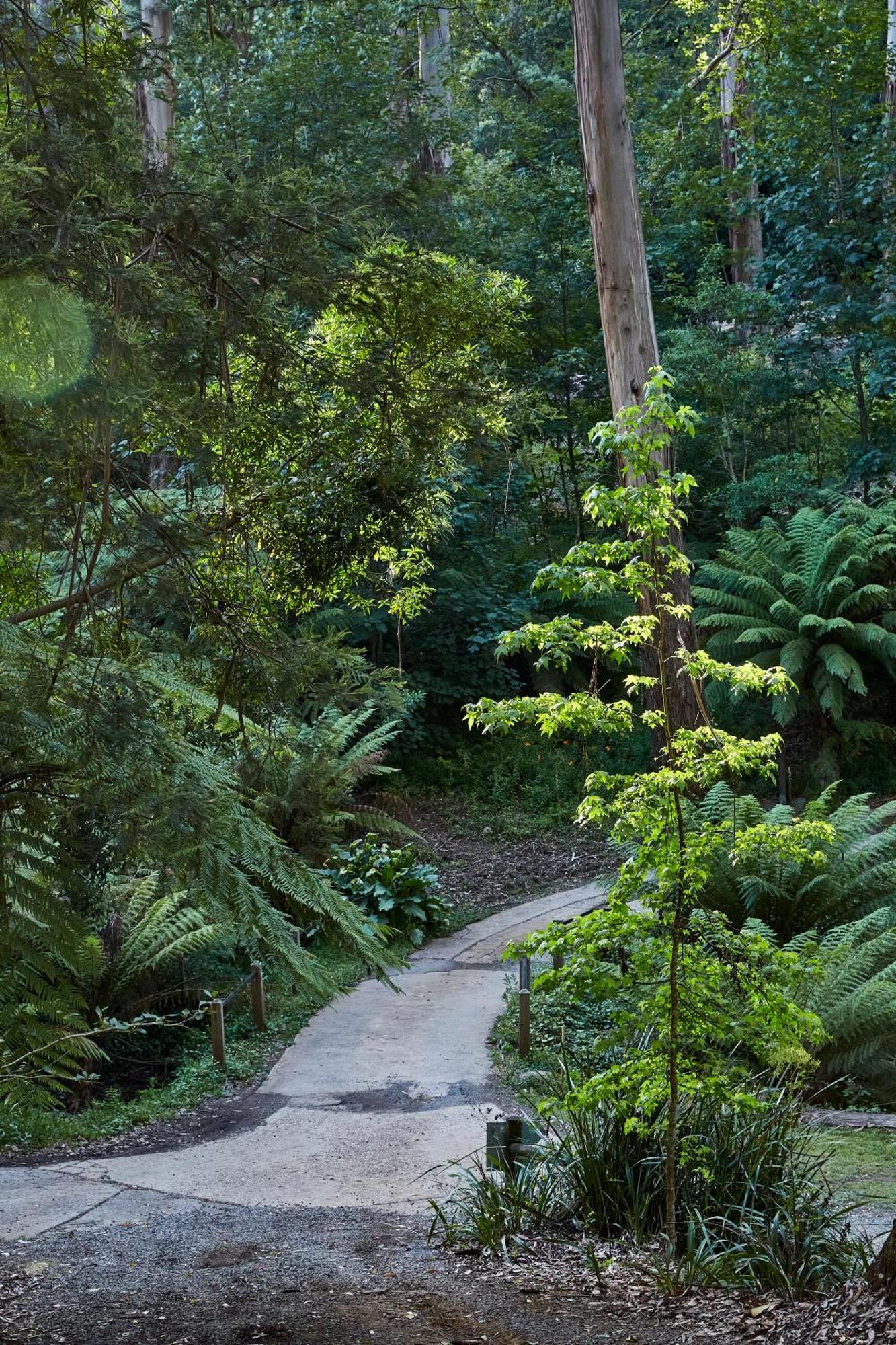 FernGlen Forest Retreat Mount Dandenong Exterior foto