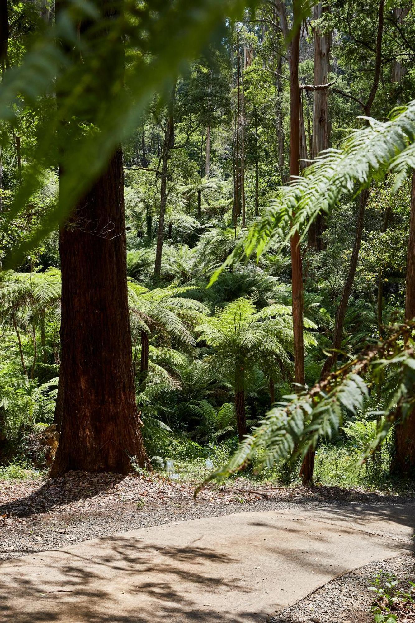 FernGlen Forest Retreat Mount Dandenong Exterior foto