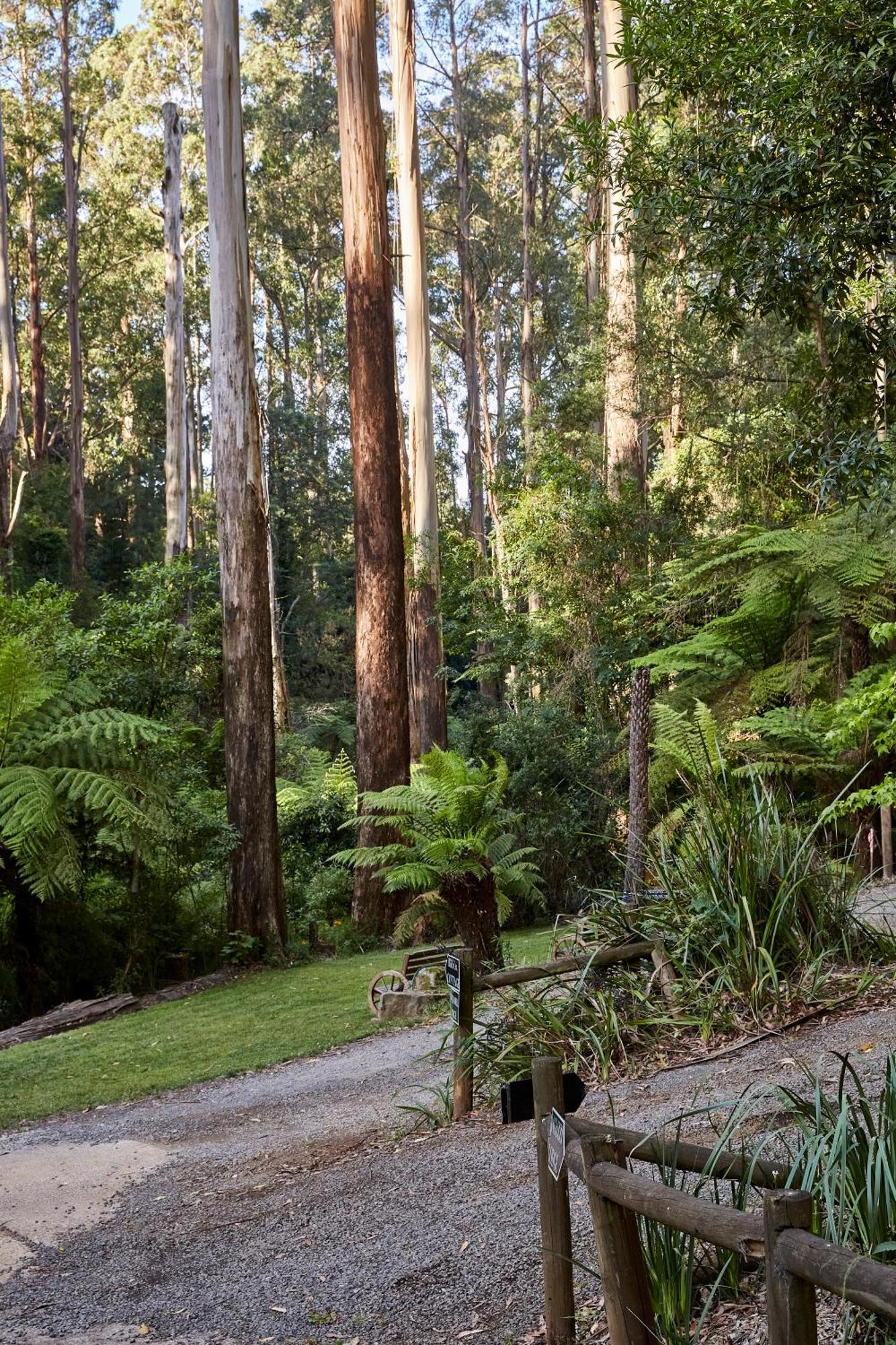 FernGlen Forest Retreat Mount Dandenong Exterior foto
